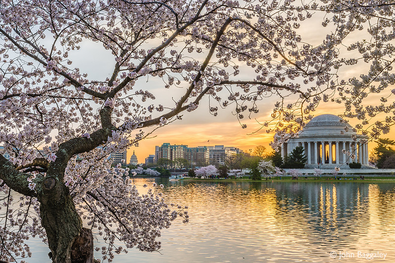 Jefferson and the Cherry Tree
