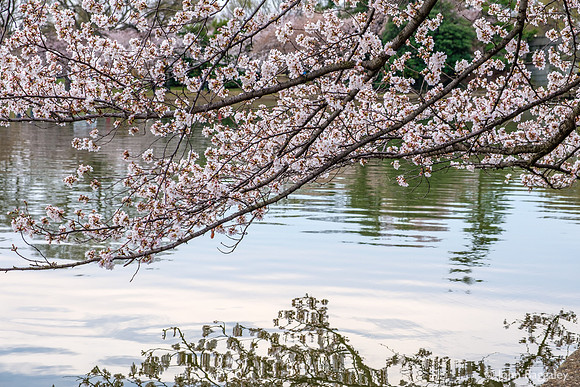 Low Hanging Cherry Blossoms