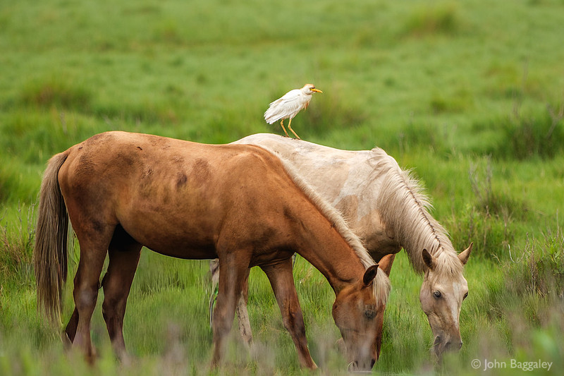 Bird Riding a Pony 1