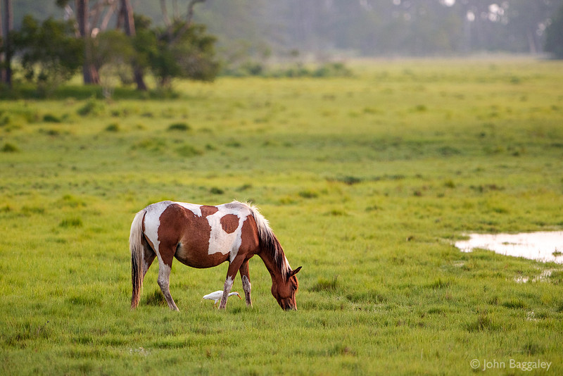 The Pony and the Bird 2