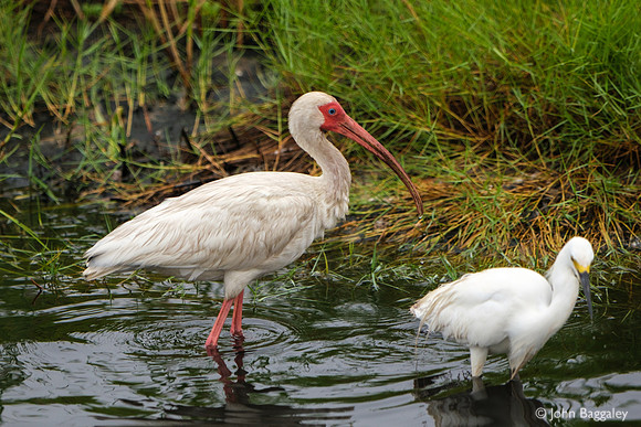 American White Ibis