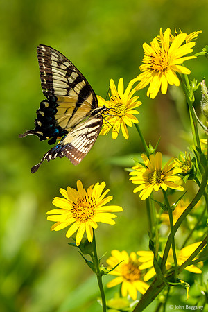 Butterfly and Wildflowers