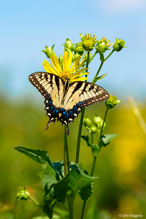 Butterfly and Wildflowers 2