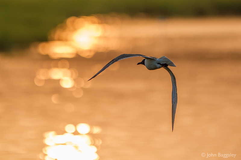 Bird over golden waters