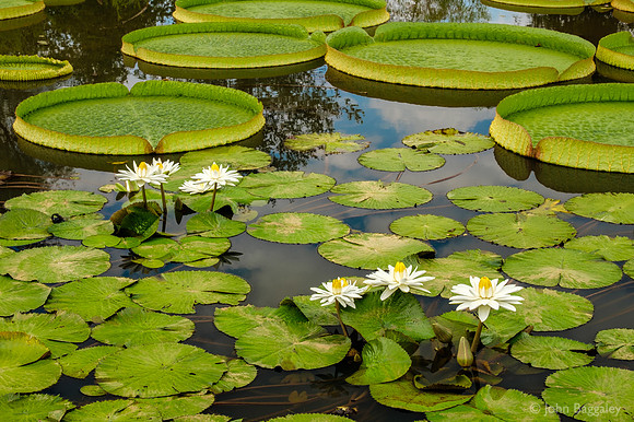 Giant Water Lilies