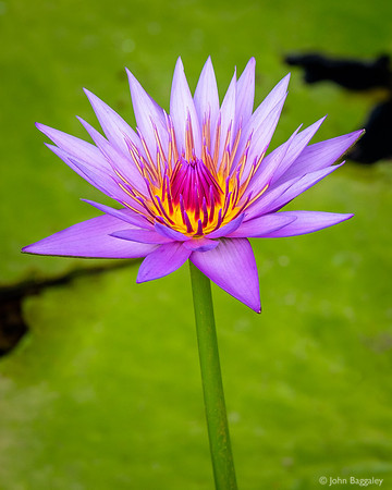 Blue Lotus