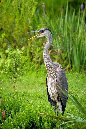 Squawking Heron