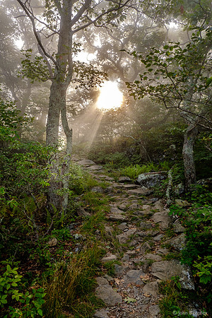 Forest Light Through the Fog