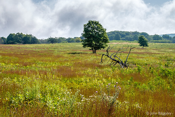 Summer in Big Meadows