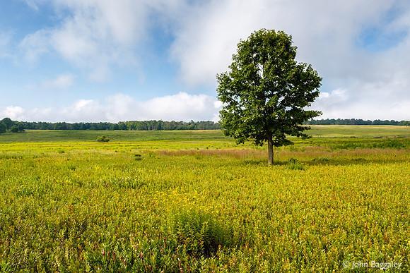 Blue Skies Over Big Meadows