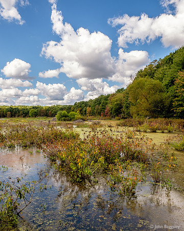 A Sunny Day at Huntley Meadows