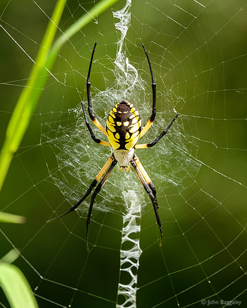 Giant Black and Yellow Garden Spider