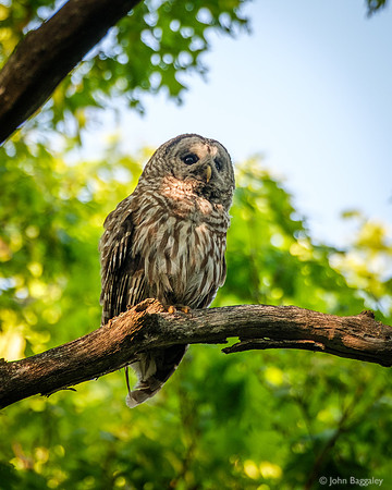 Barred Owl