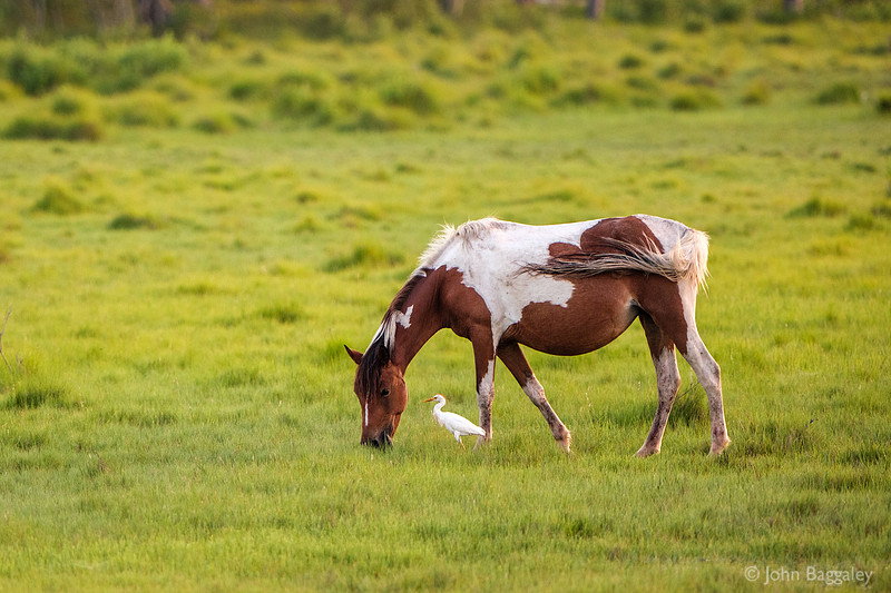 The Pony and the Bird 1