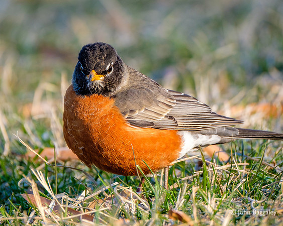 American Robin, Side Profile