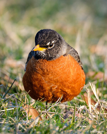 American Robin, Front Profile