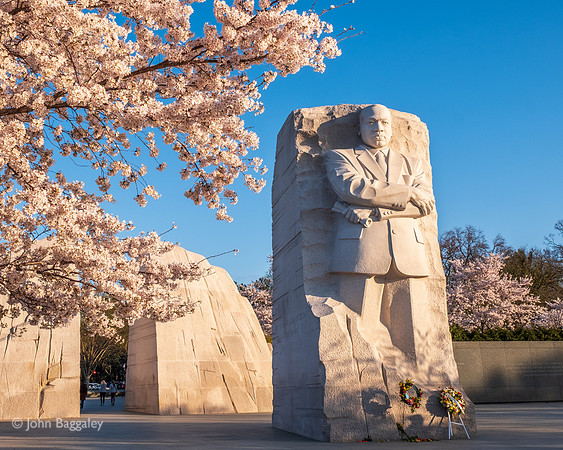 MLK Bloom