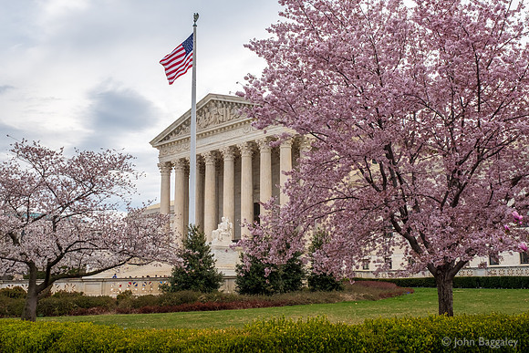 Supreme Court and Cherry Blossoms