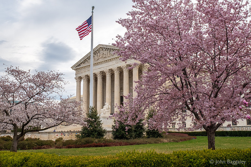 Supreme Court and Cherry Blossoms
