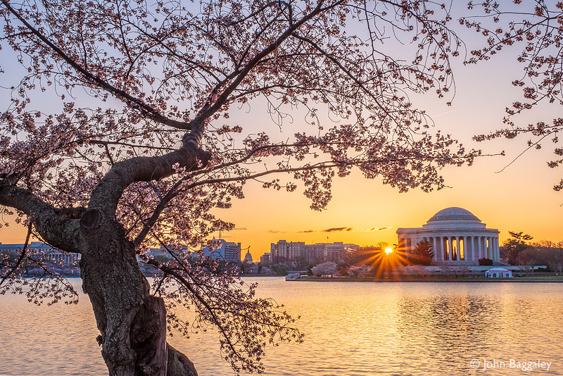 Tidal Basin Sunrise with Blossoms