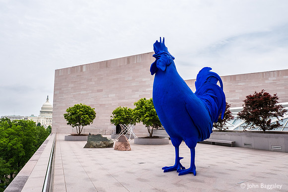 Hahn/Cock and the Capitol