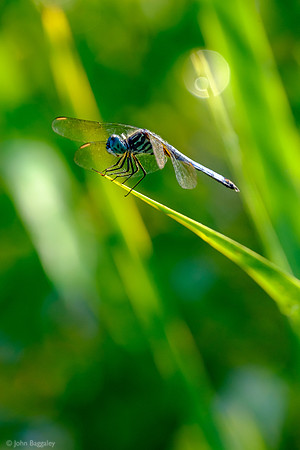 Dragonfly on the Edge