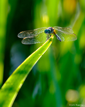 Dragonfly Ready to Launch