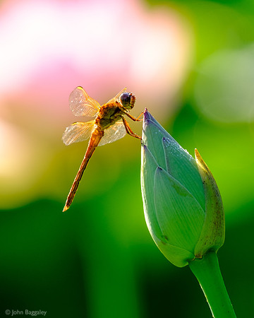 Dragonfly and a Splash of Pink