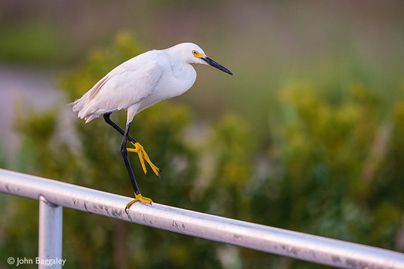 Snowy Egret Balancing