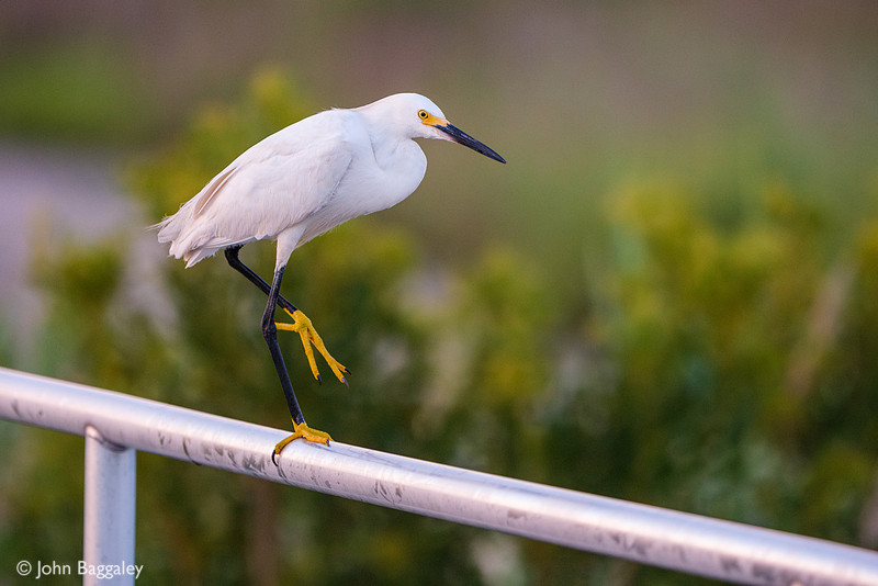 Snowy Egret Balancing