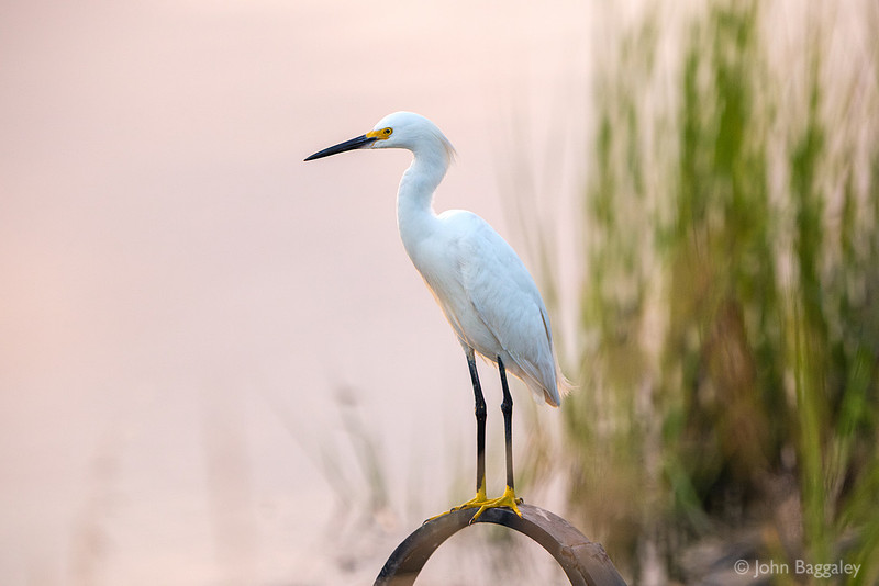 Snowy Egret Profile