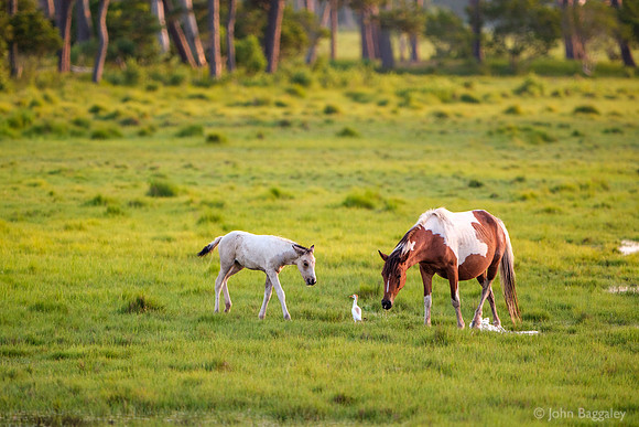 Foal, Bird, and Mare