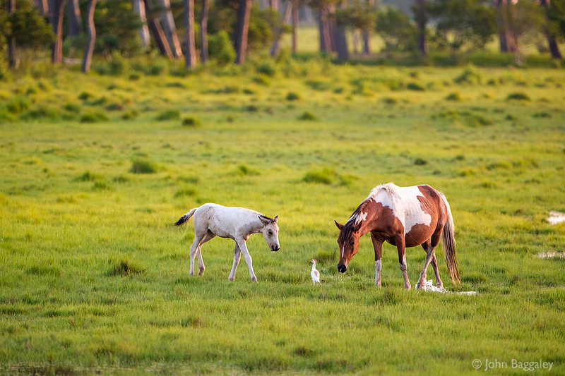Foal, Bird, and Mare