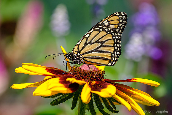 Monarch