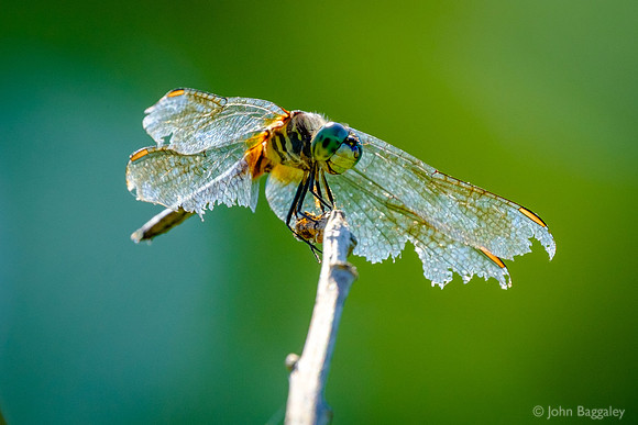 Tattered wings