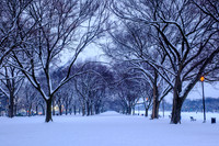 Snow covered trees on the National Mall