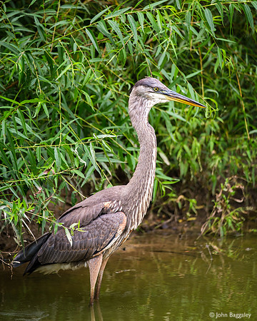 Great Blue Heron Standing Tall