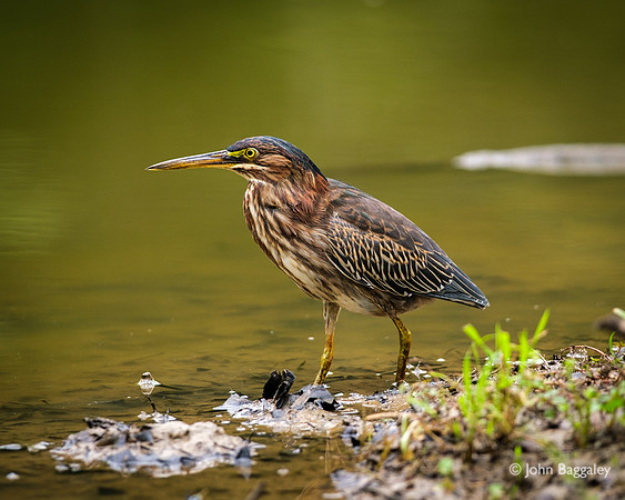 Green heron