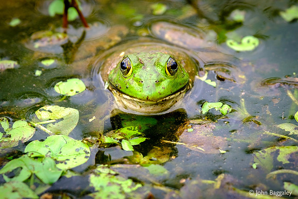 Frog eyes