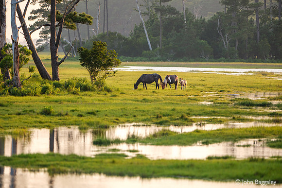 Ponies in wetlands