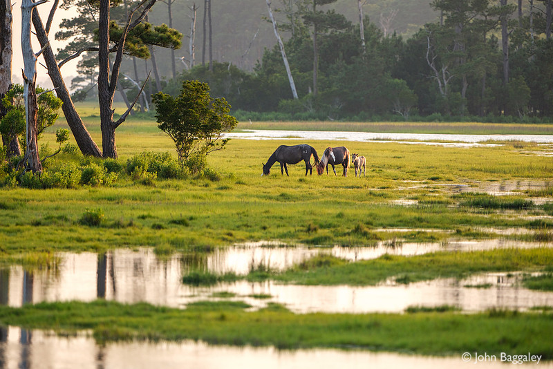 Ponies in wetlands