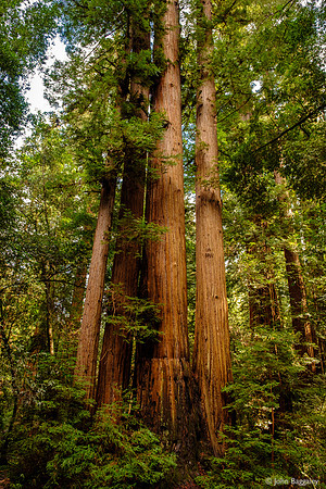 A cluster of coastal redwood trees