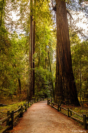 A path among tall trees