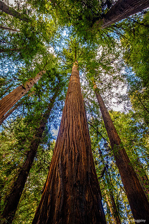 Looking up at tall trees