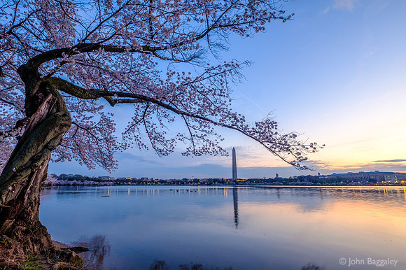 The cherry tree greets the dawn