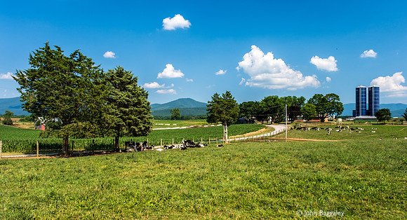 Virginia dairy farm 2