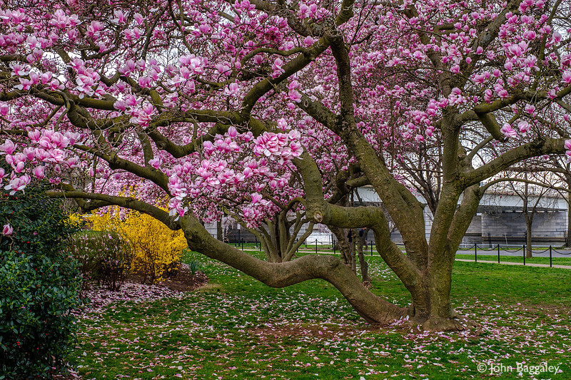 Magnolia in Bloom