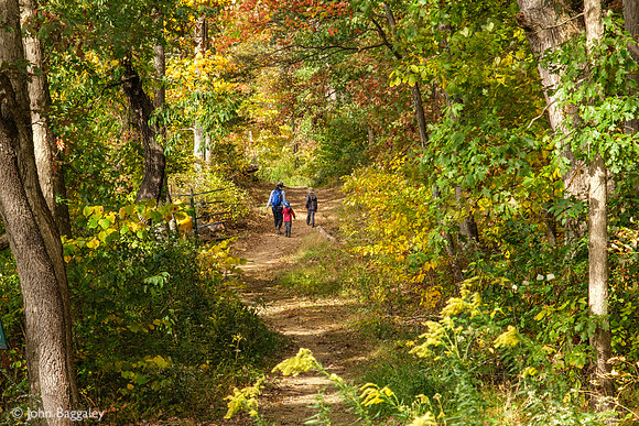 A walk in the woods