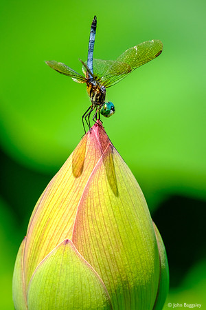 Dragonfly Handstand