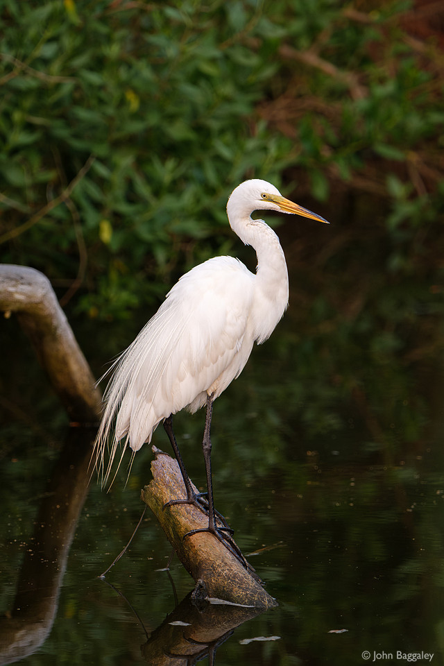 Great Egret Profile